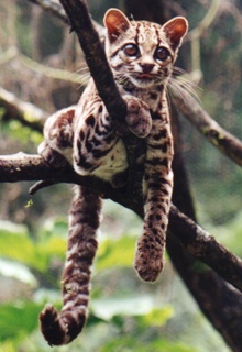 margay, king of the jungle